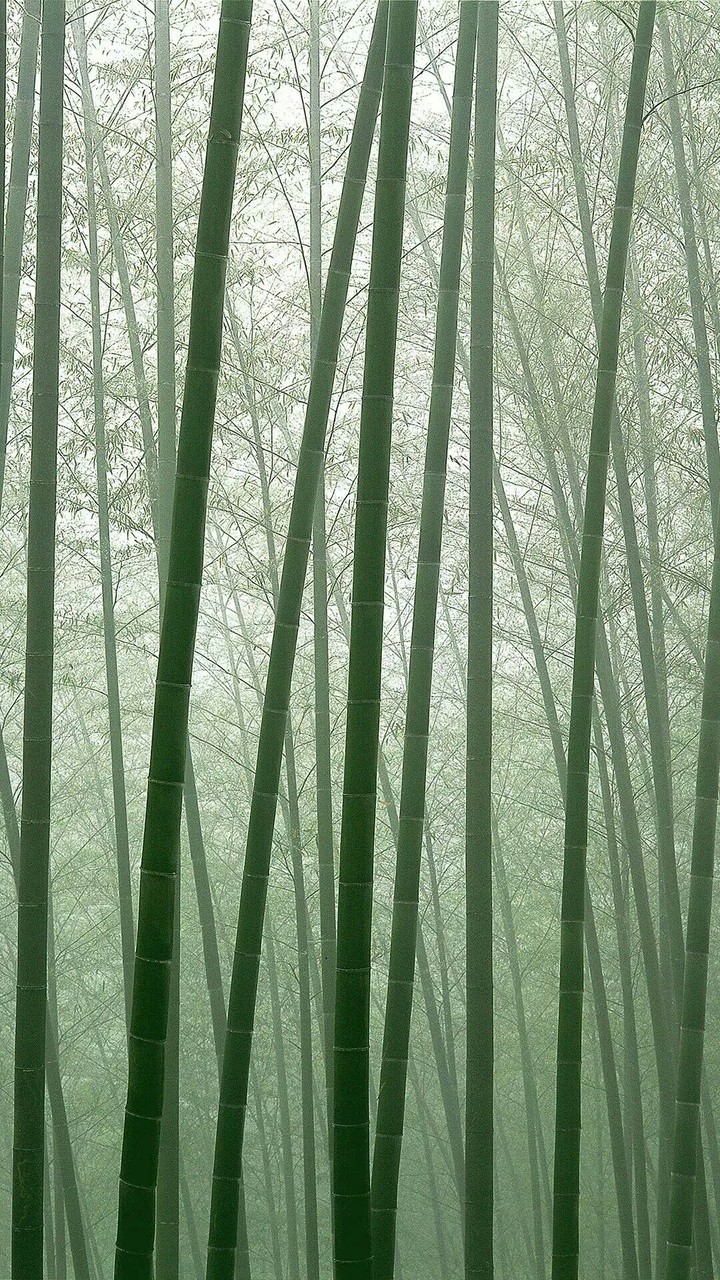 bamboo forest
