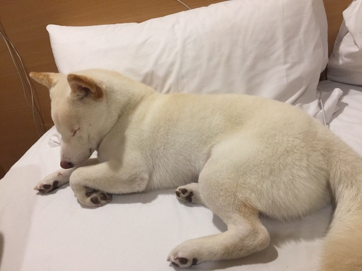 Dog尼
