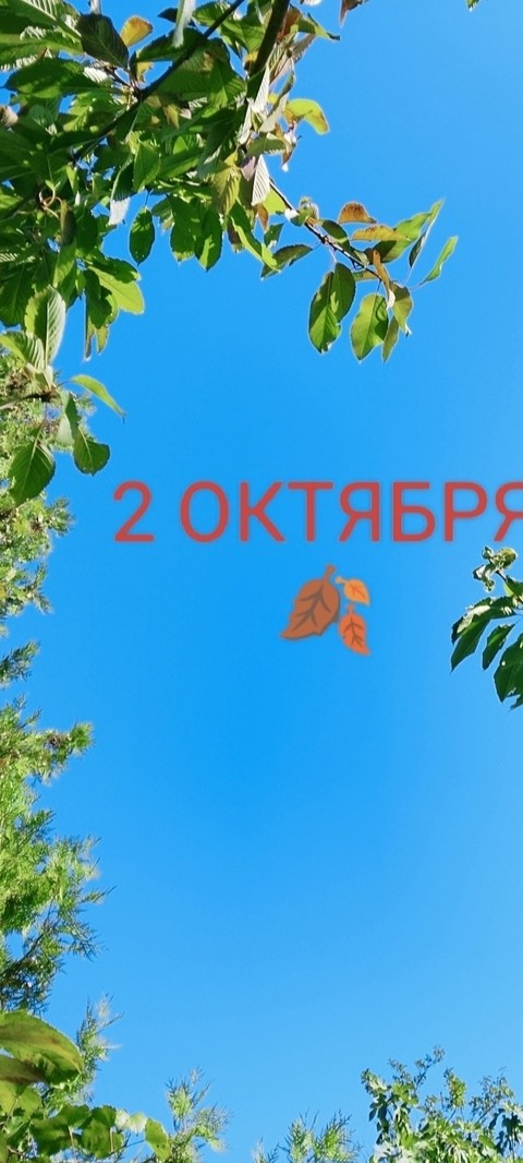 обои plant, leaf