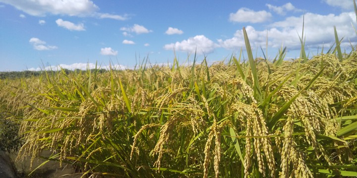 rice plant