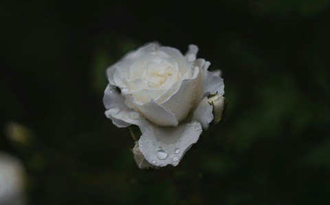 White rose