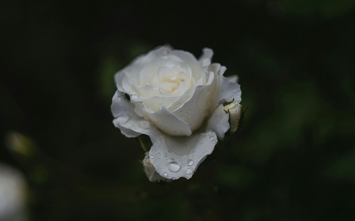 White rose