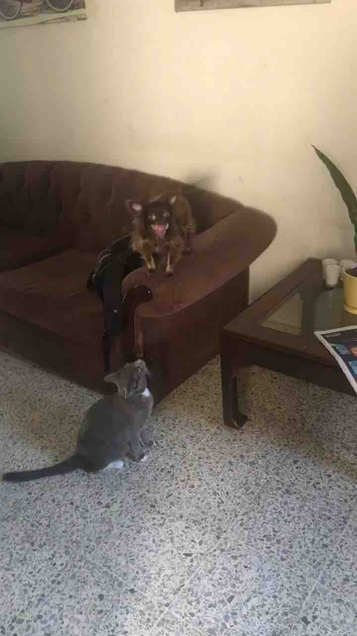 Pequeño ?