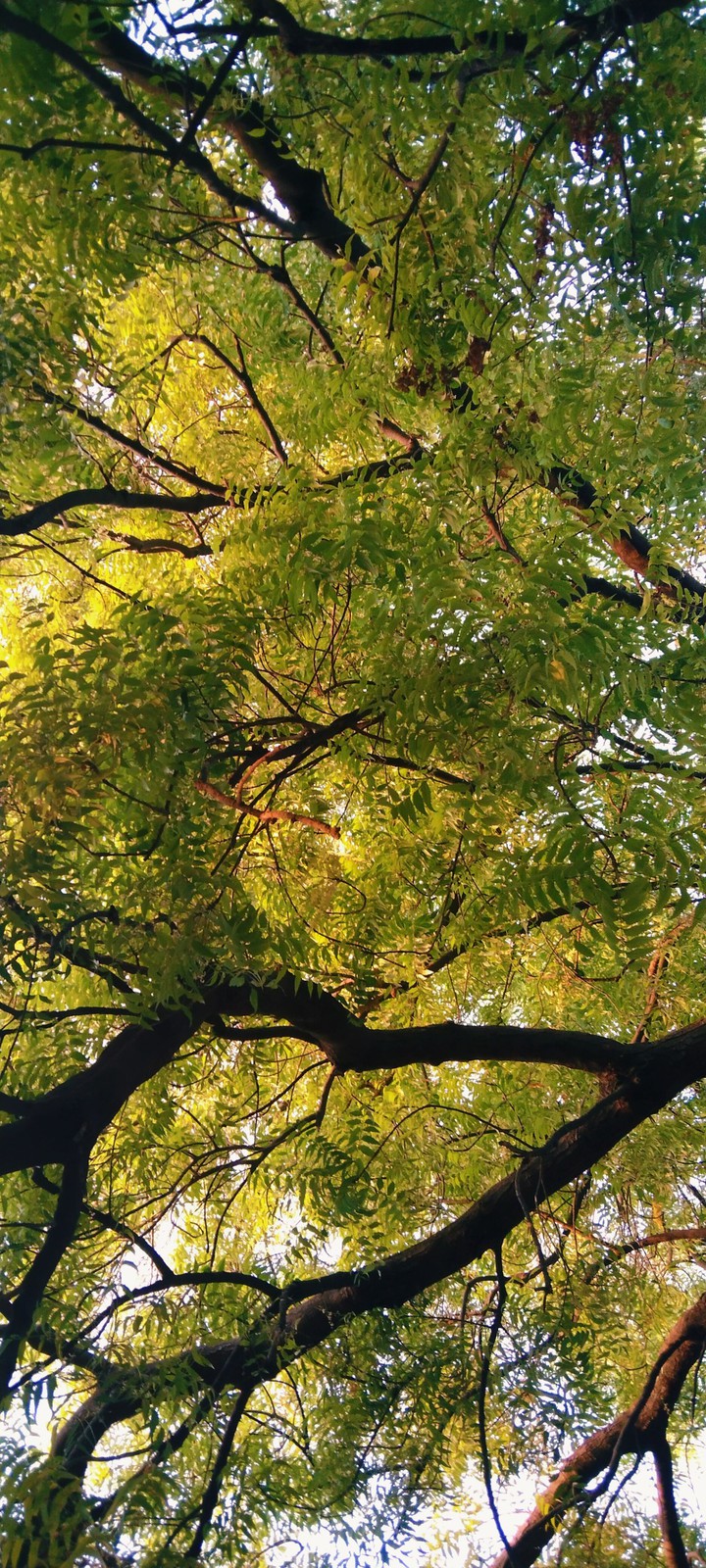 neem leaves