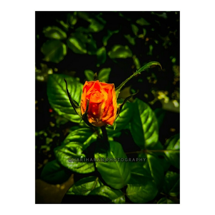 ||| •Ready For Bloom• |||