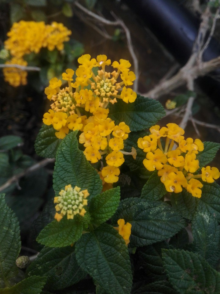 yellow flowers