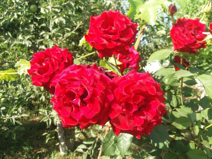 flowers