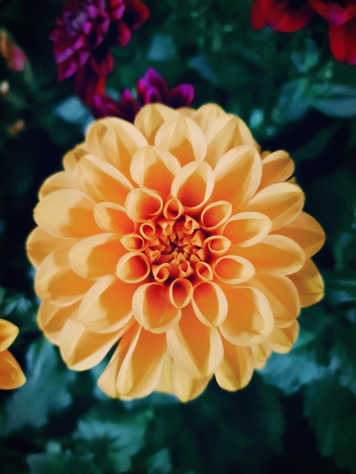 The Flower