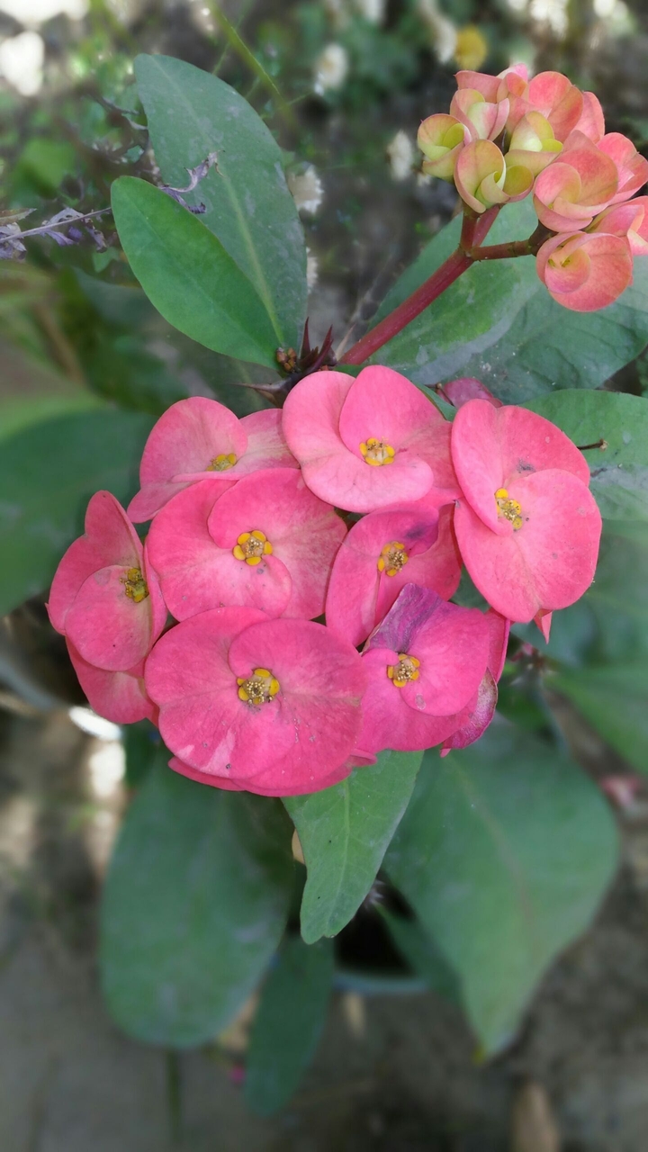 flower