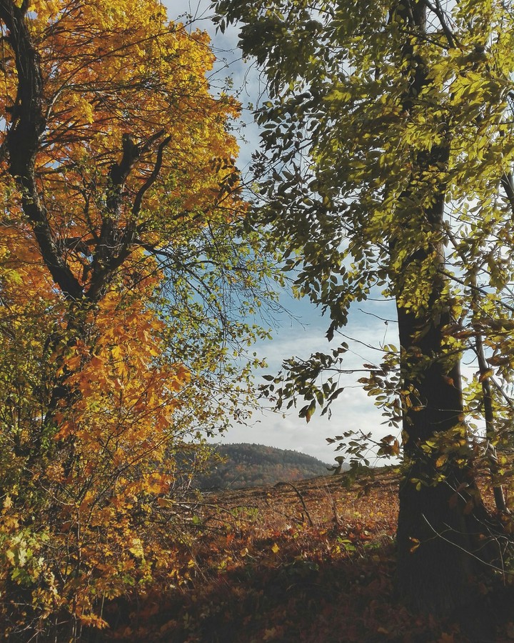 Herbst