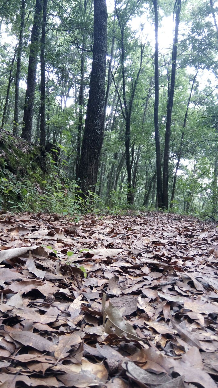 Camino de hojas
