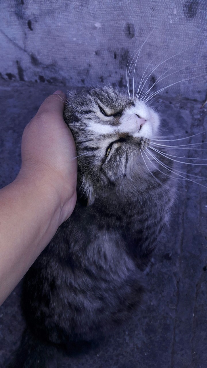 #cat