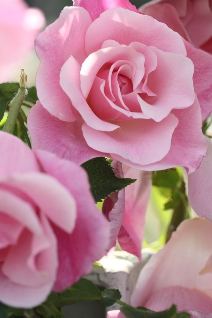rose...roze...گوڵەباغ