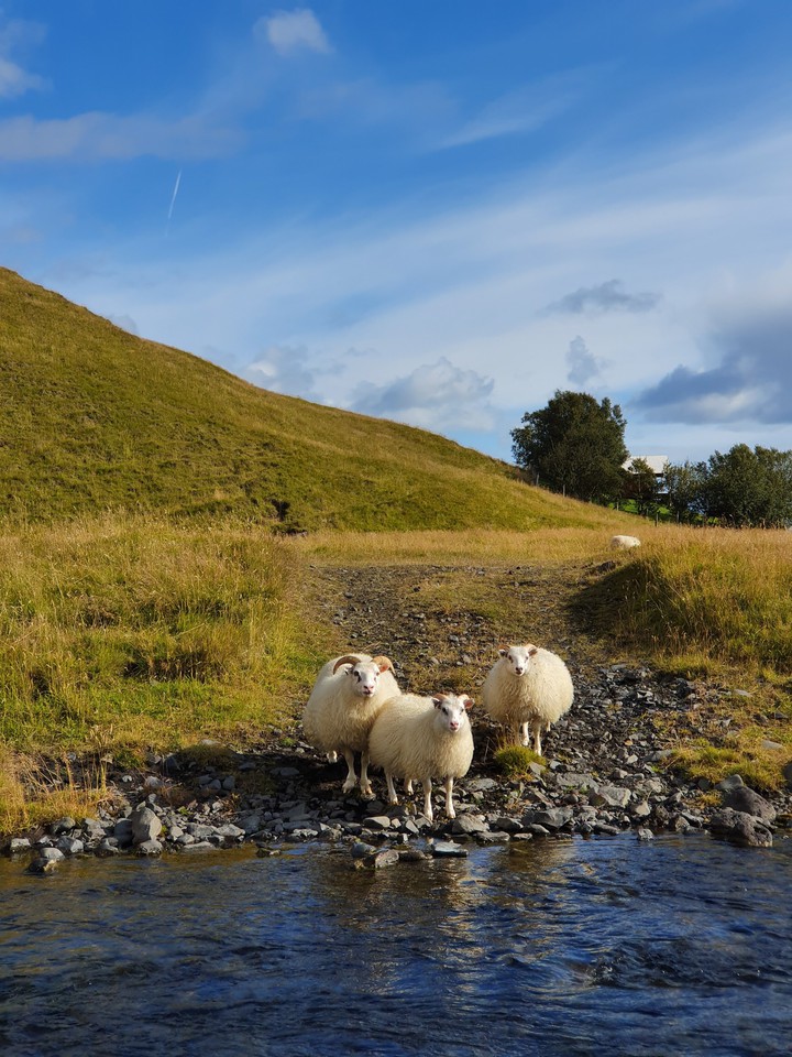 Icelandic sheeps