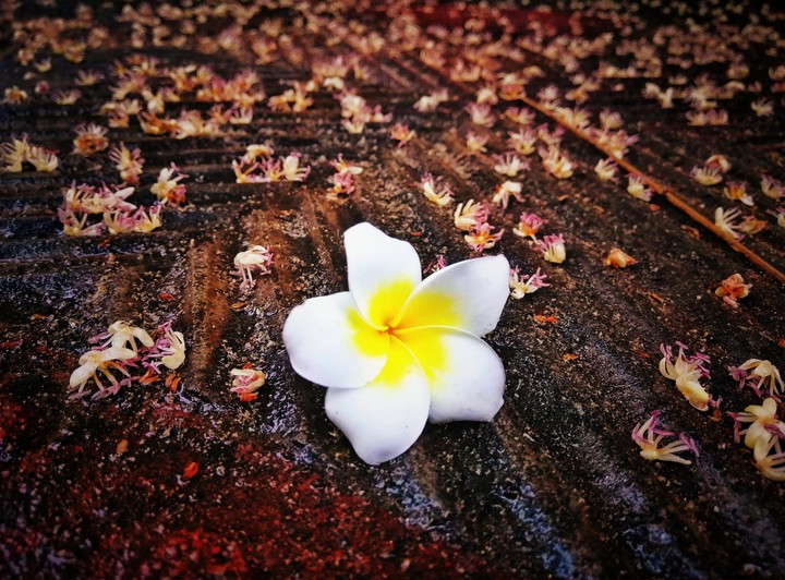 flower