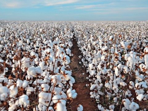 COTTON