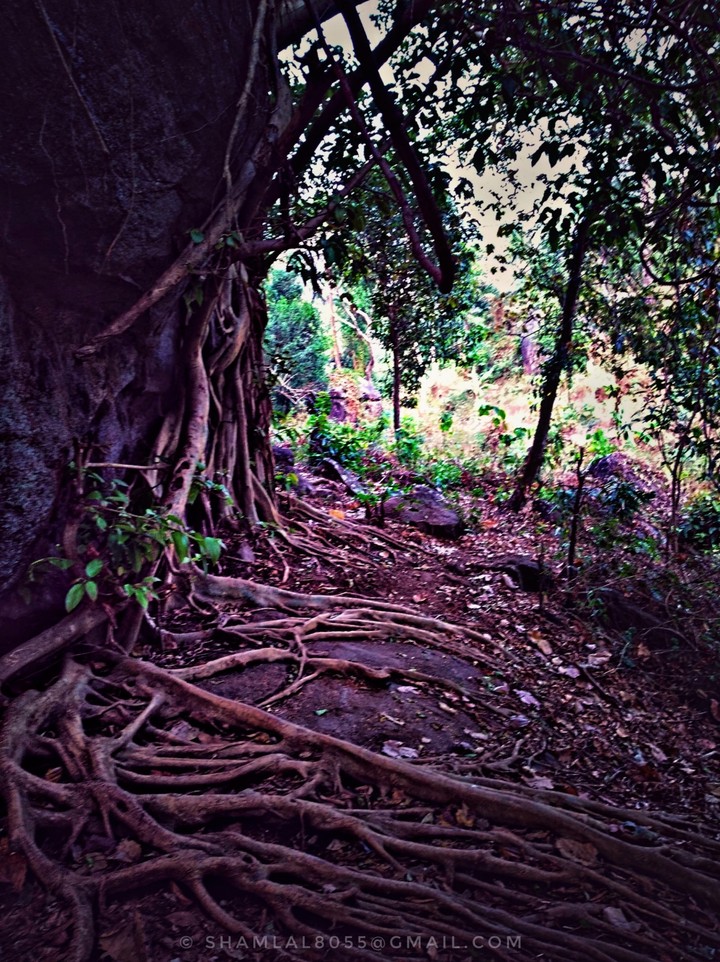 tree