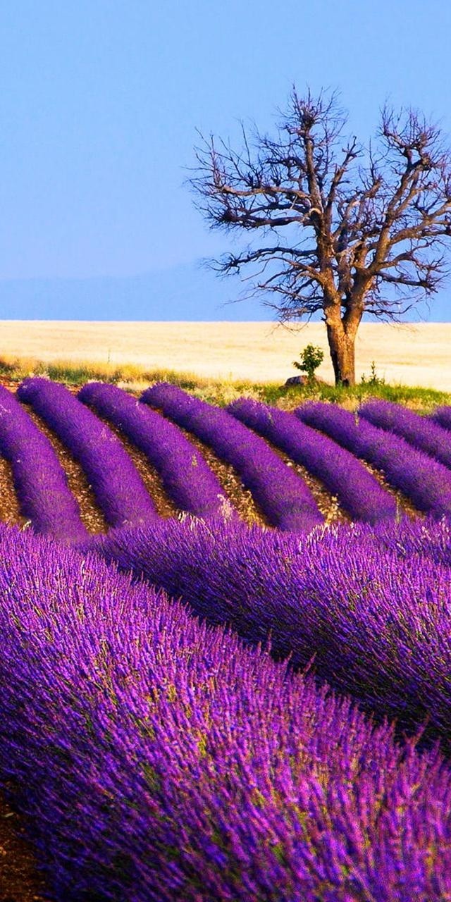 amazimg pic