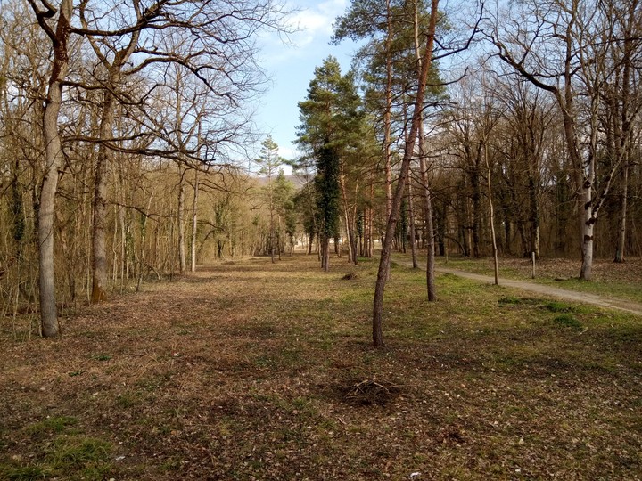 лес