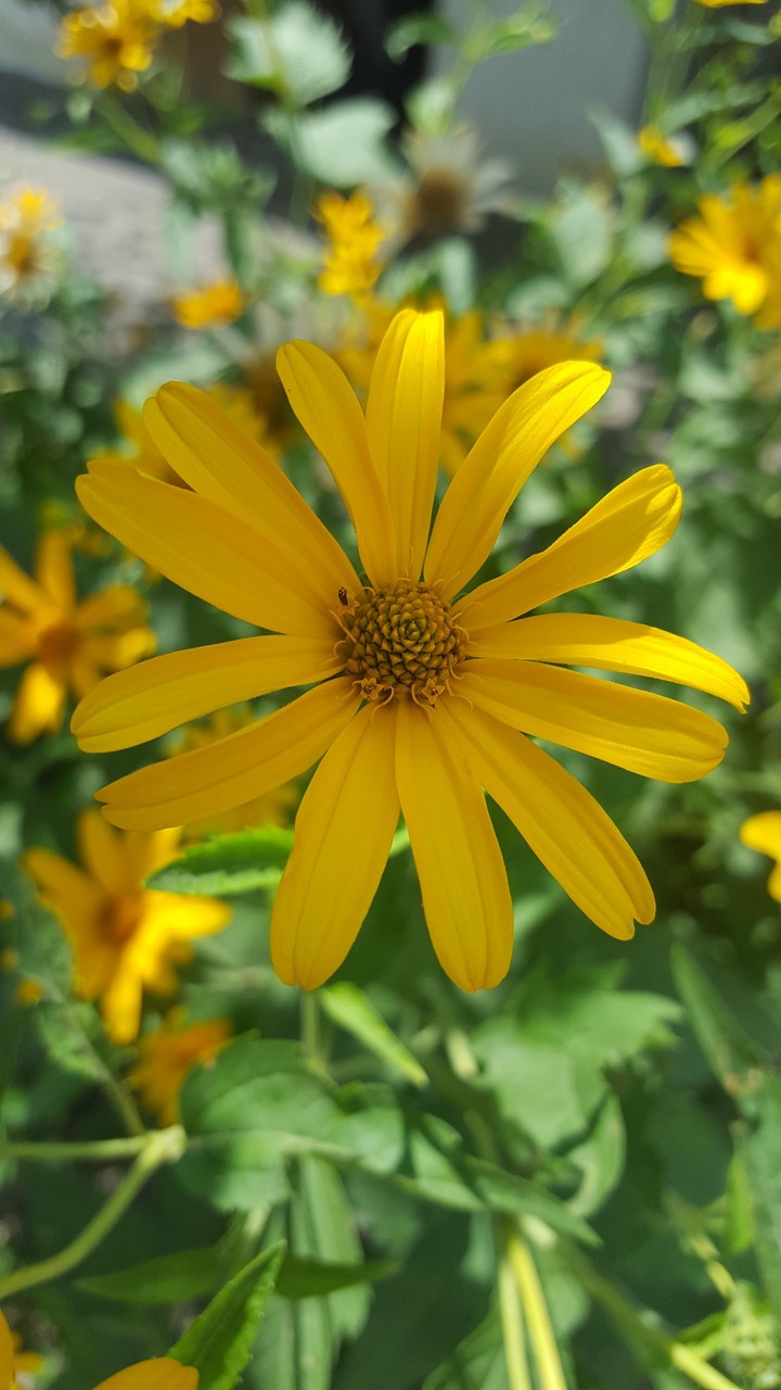 sun