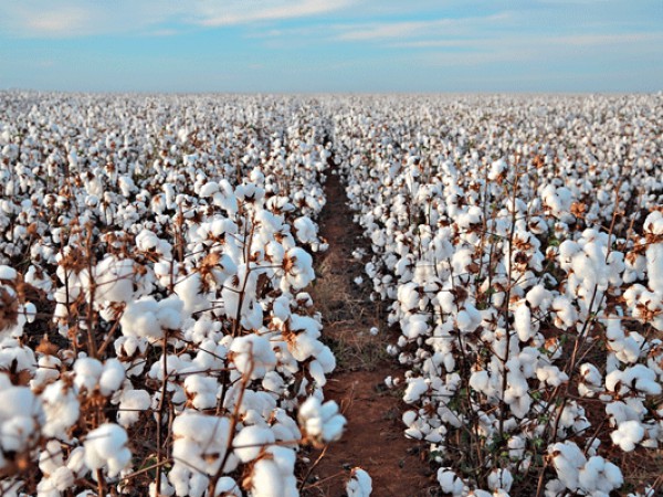 COTTON