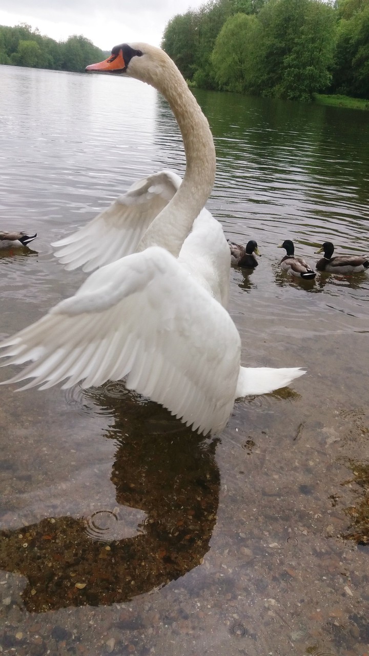 Swann Cygne France
