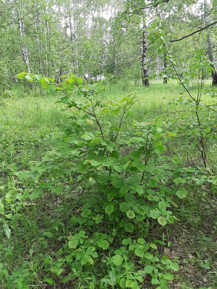 натура