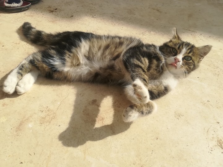 tatlı kedi