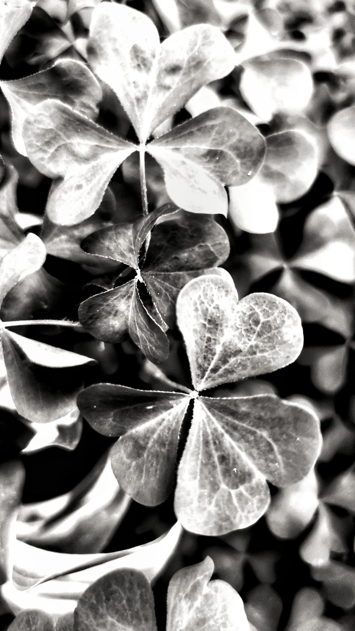 Leaves bw
