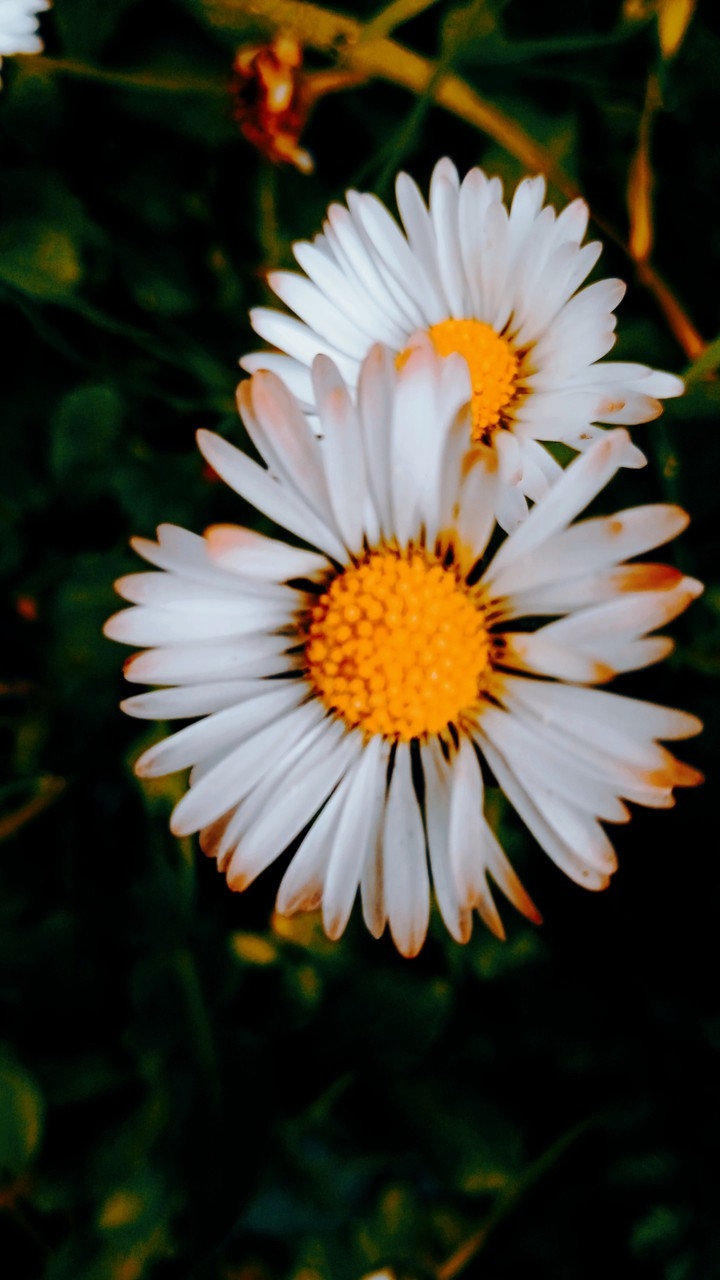 Fiori