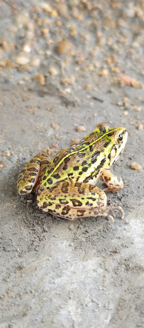 amphibian, wildlife वॉलपेपर