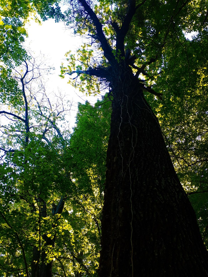 forest