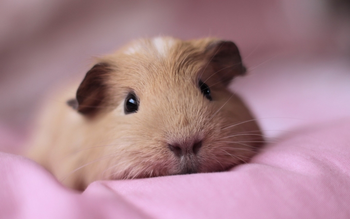 Gimepig