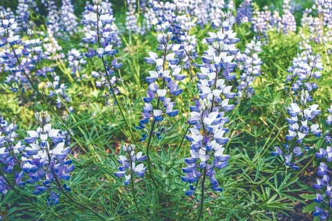 sfondi lavender, blue