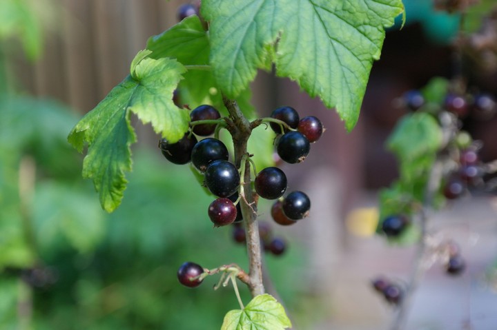 currant