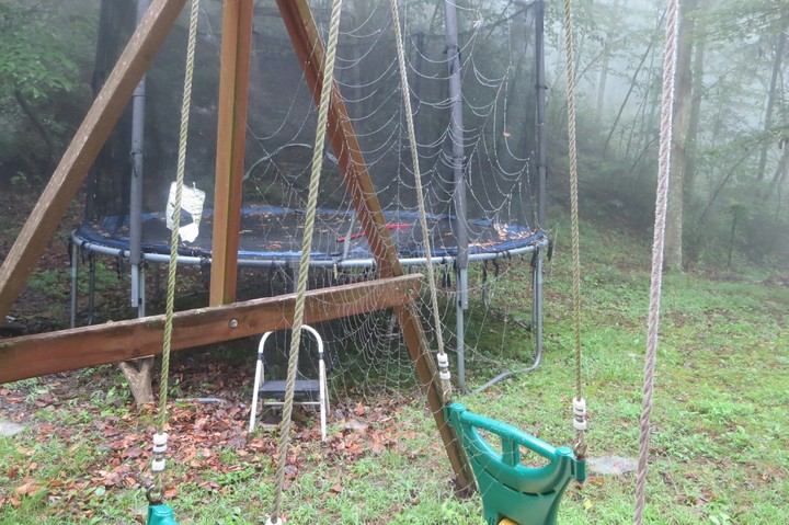 giant spider web