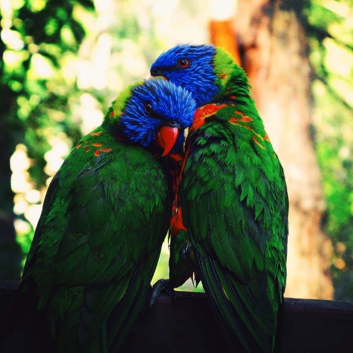 parrote