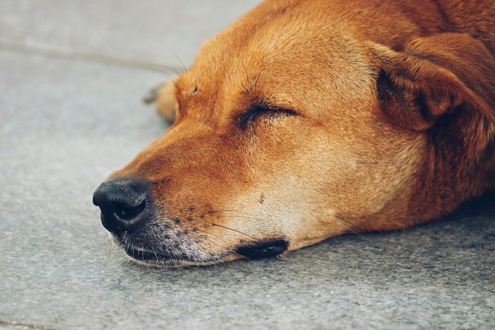 The Cutest Street Dog Ever!