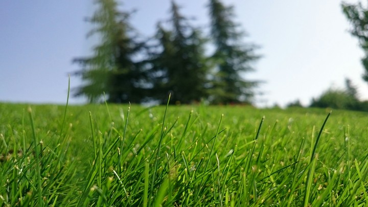 grass