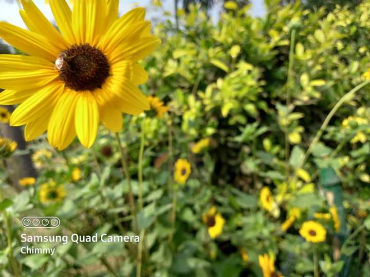 flowers in outing