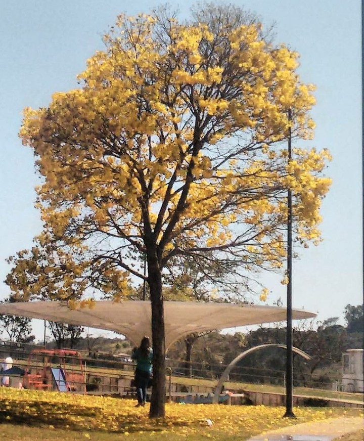 ipê
