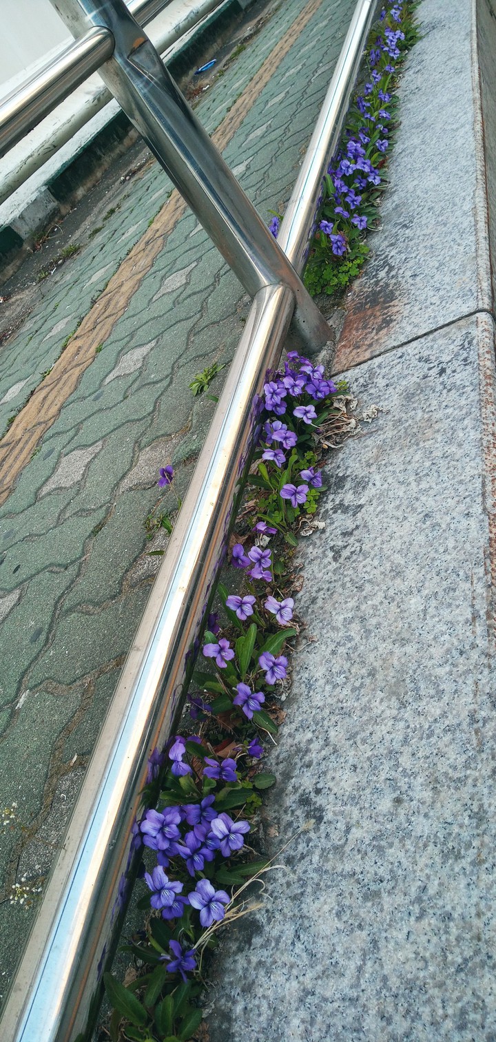 노견 제비꽃(일명:오랑캐꽃)