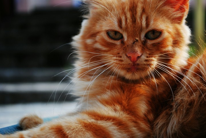 cat
