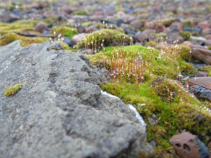 Ecosystem