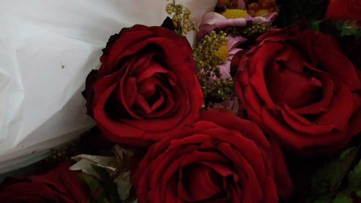 Death of the rose