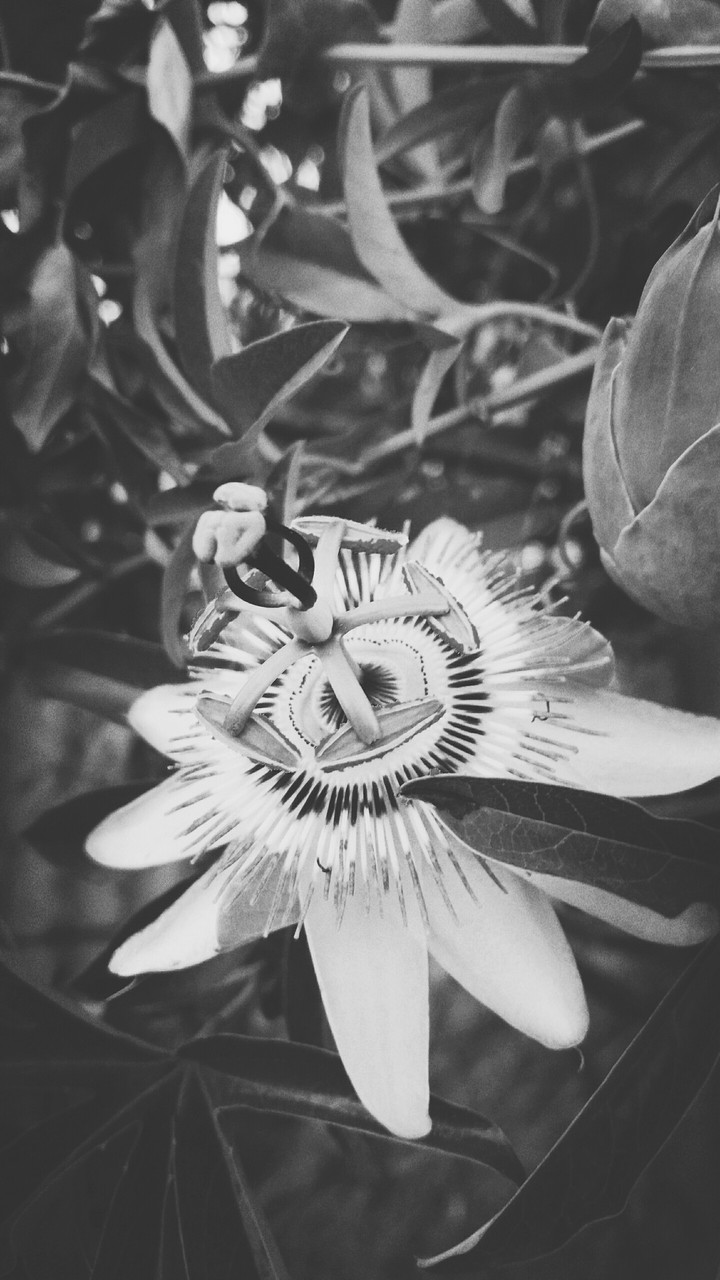 Pash flower