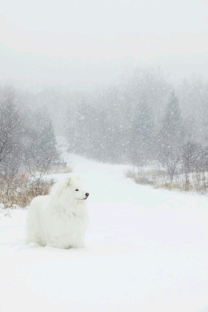 Samoyed