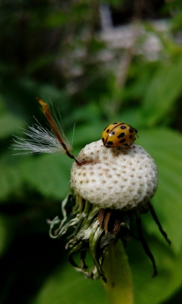 ladybug on a dandelion