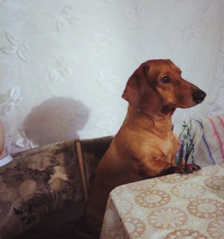 собака такса