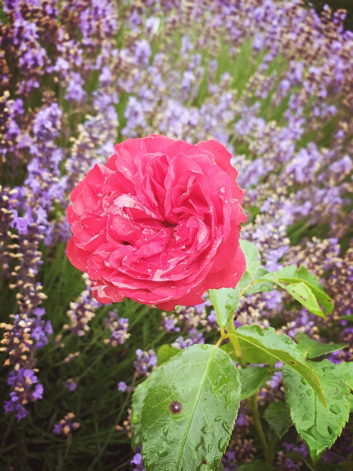 Rose in lavender